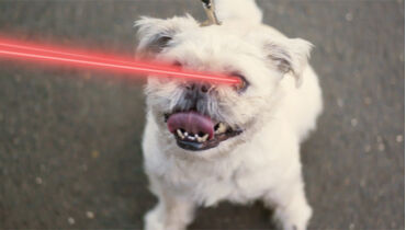 Dogs.