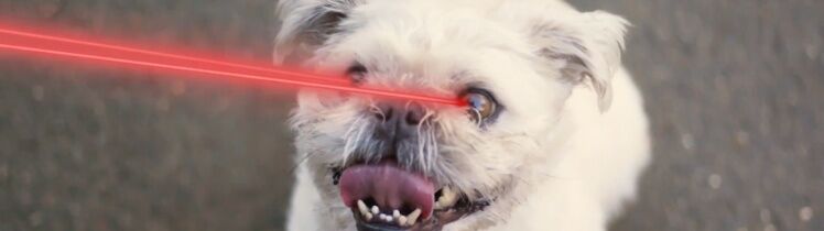 What do dogs think of VENUE?