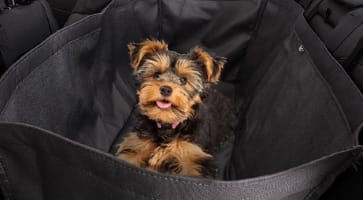 Hyundai_Elantra_Accessories_Pet_Cover_363x200.jpg