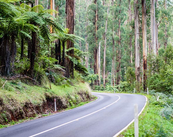 SantaFe_roadtrip_rainforest_590x470.jpg