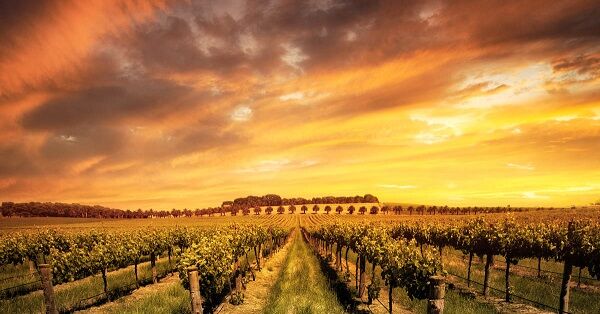 hyundai_7_getaways_easter_barossa_valley_600x314