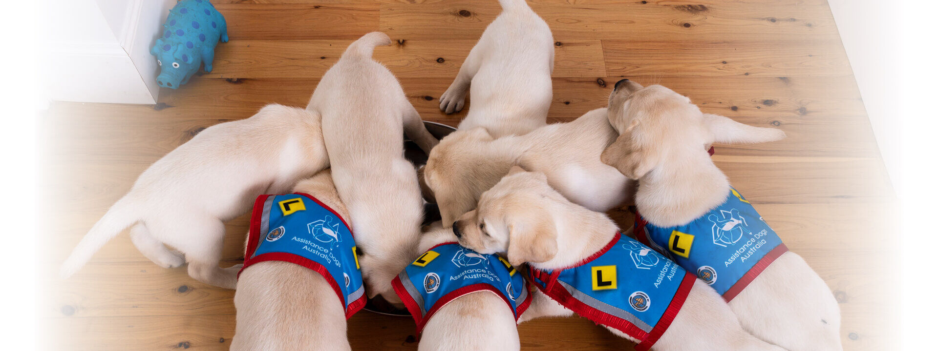 Hyundai_Help_Assistance_Dogs_Stefan_Letmein_Headers_desktop_1920x720.jpg