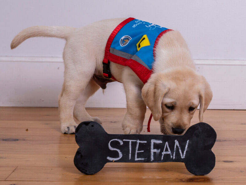 Hyundai_Help_Assistance_Dogs_stefan2_800x600.jpg