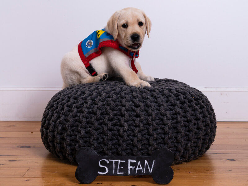 Hyundai_Help_Assistance_Dogs_stefan4_800x600.jpg