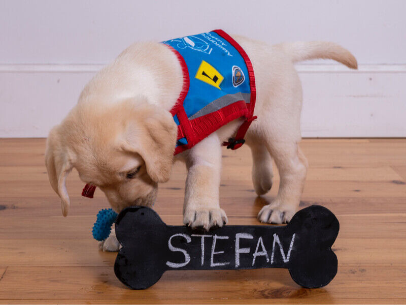 Hyundai_Help_Assistance_Dogs_stefan_800x600.jpg
