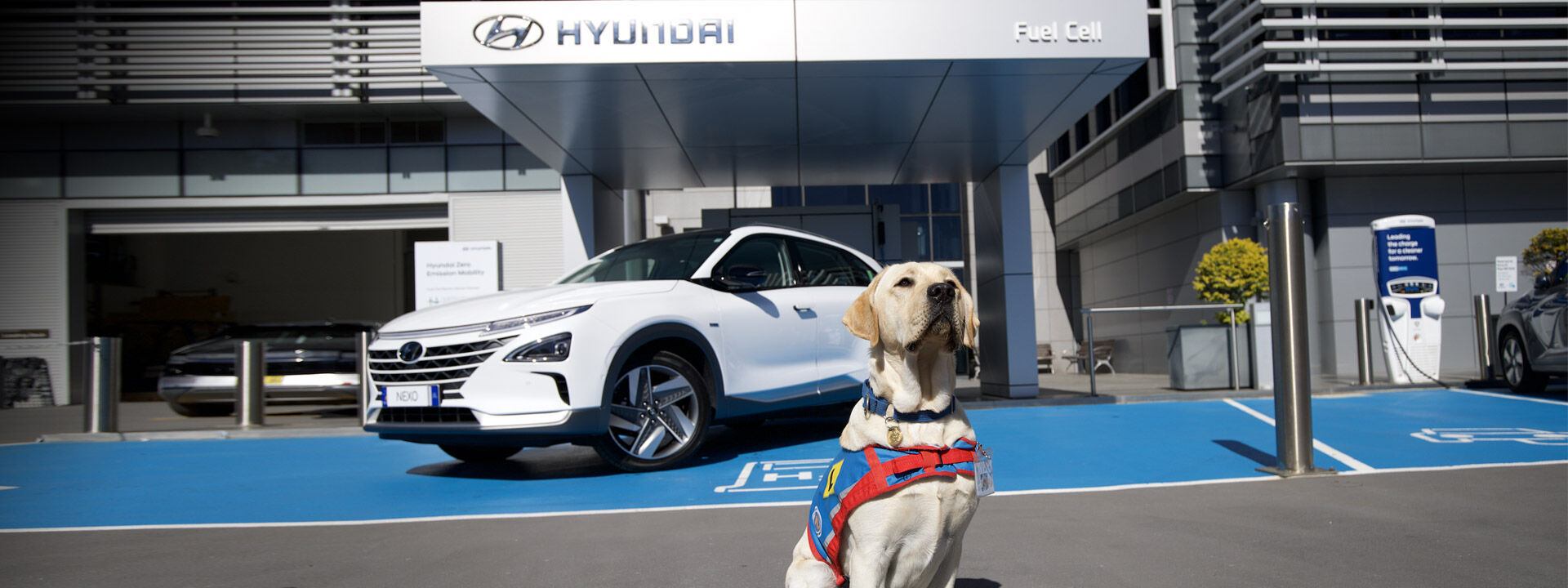 HHFK_DogDay_Assistance-dogs-Australia_1920x720.jpg