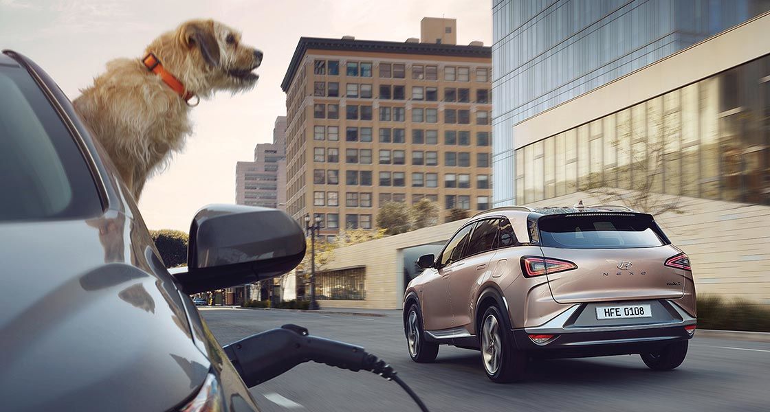 rear view nexo 2019 with dog