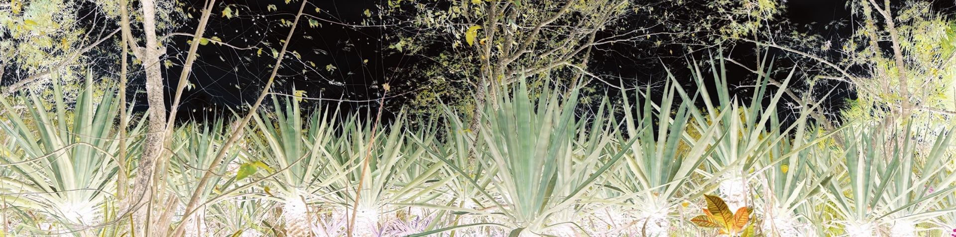 A view across the floor of a field filled with pineapple plants with trees behind. The image is in negative.