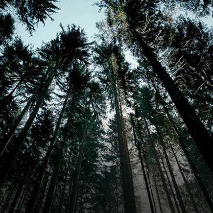 λ무 νΉνμ μΊ νμΈ : νλμλμ°¨, λ무μκ² λͺ©μ리λ₯Ό μ μ¬νλ€