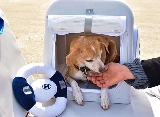 Portable pet house and dog