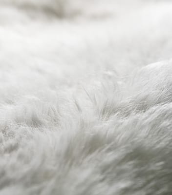 울(Wool) 의 모습