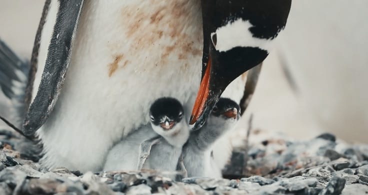 penguins