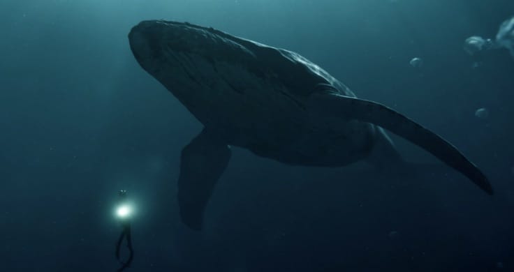 Expecting generation one Whale