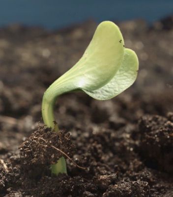 A seedling sprouting from the earth.