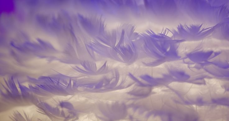 Close up of a pile of white feathers. 