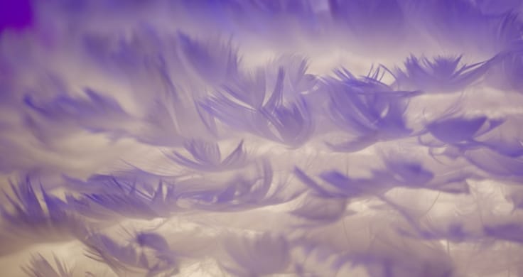 Close up of a pile of white feathers.