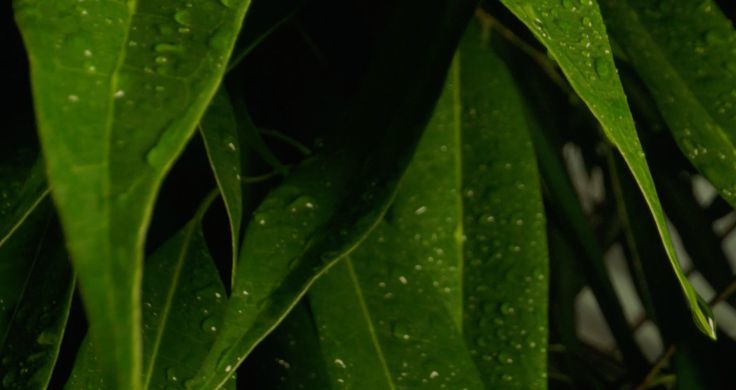 A close-up of vibrant, glossy, green leaves with rain falling on them.  