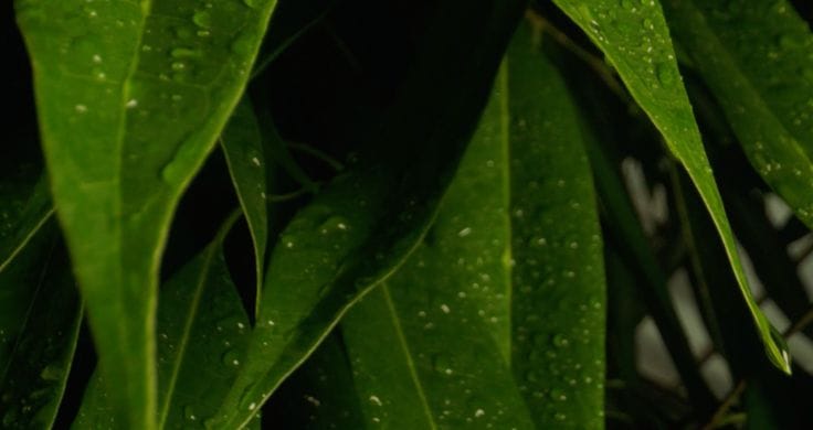 A close-up of vibrant, glossy, green leaves with rain falling on them.