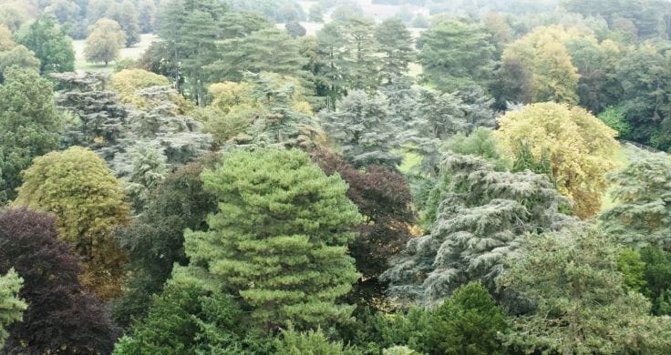 A view of a lush green forest with trees in different colors.