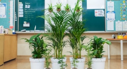 A classroom forest sitting in the middle of a typical classroom. The classroom forest is made up of 10 plants of varying sizes