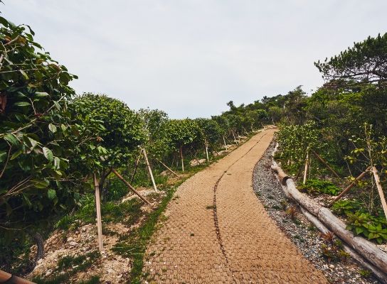 A bank of earth covered in the young trees which Hyundai has been planting in Sinsido. 
