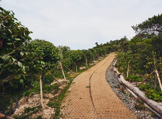 A bank of earth covered in the young trees which Hyundai has been planting in Sinsido.