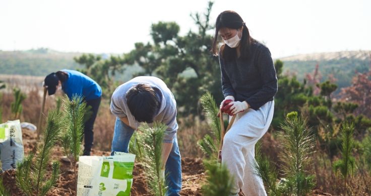 3명의 자원봉사자가 2,300그루의 어린 나무를 심고 있습니다.