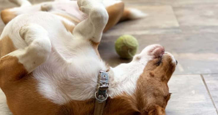 The doggie wears prada