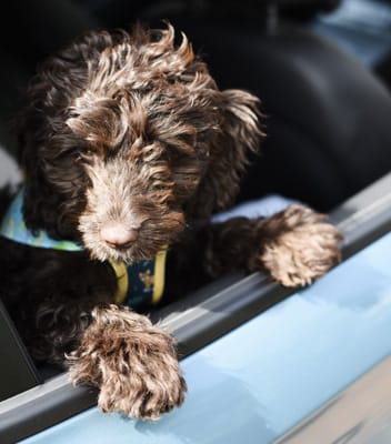 Dog in the vehicles