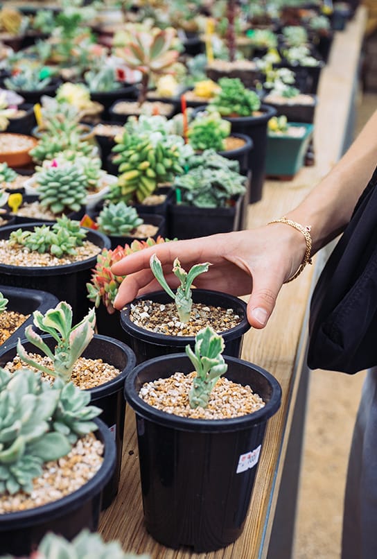 Yangpyeong succulent