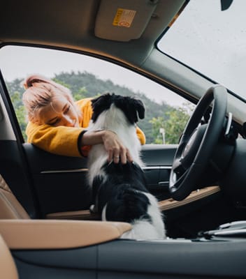Dog in a car