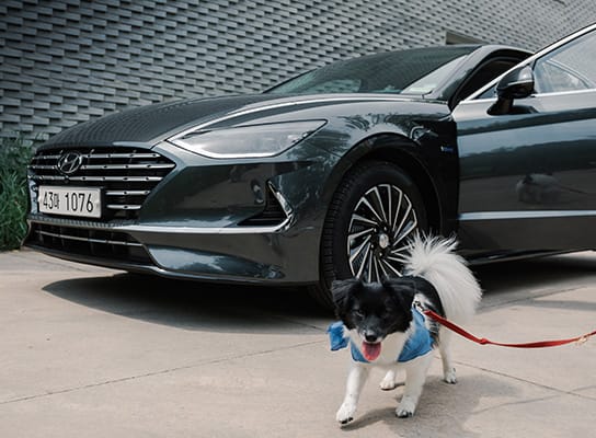 Dog outside a car