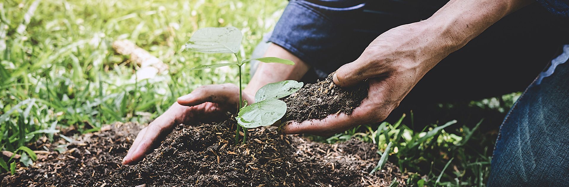 Planting of trees