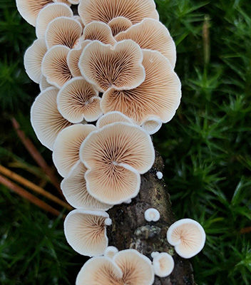 mushrooms in tree