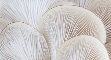 mushroom