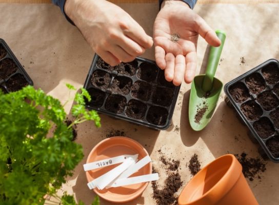 A black tray filled with soil with a person distributing seeds into it, on the table is a green trowel, some plant pots, a pot of parsley and some white labels for the plants.