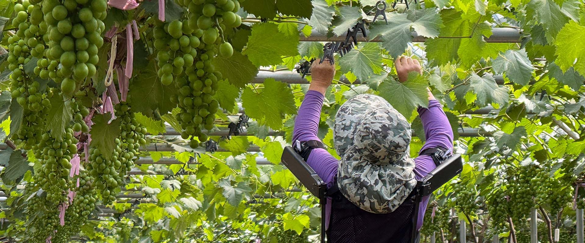 Hyundai Motor and Kia collaborate with Korea’s Rural Development Administration to revolutionize agricultural practices through wearable robot, X-ble Shoulder.