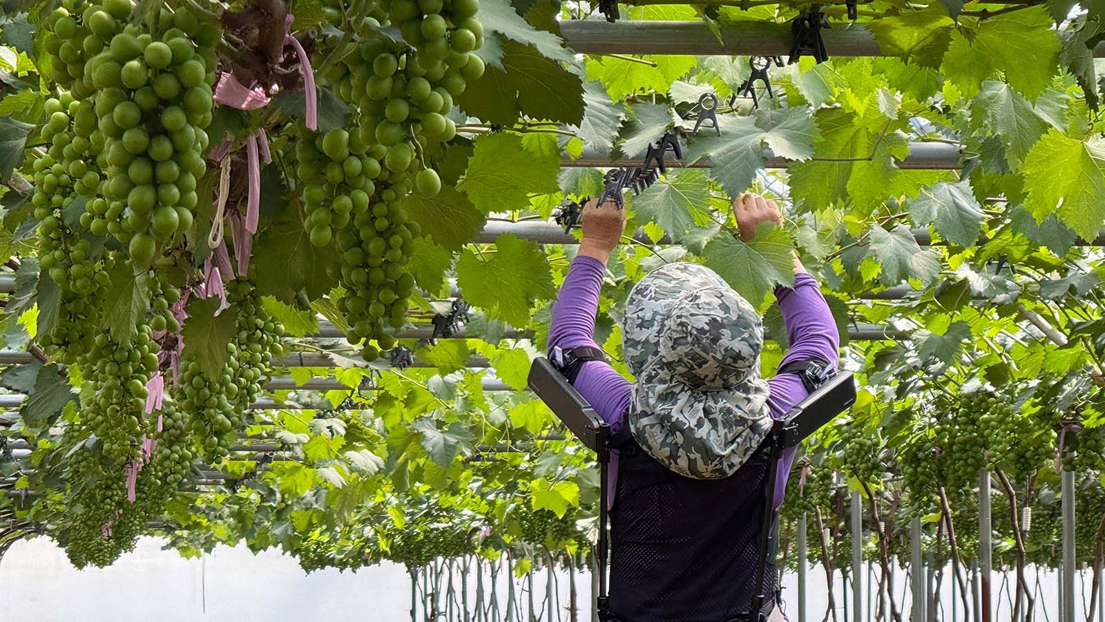 Hyundai Motor and Kia collaborate with Korea’s Rural Development Administration to revolutionize agricultural practices through wearable robot, X-ble Shoulder.