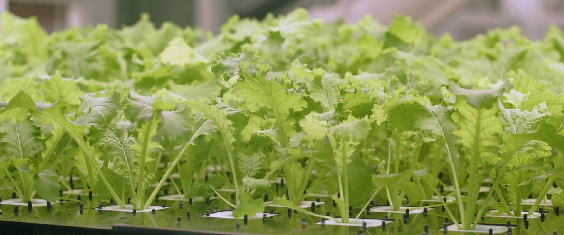 Inside the Robot-Run Farm Feeding  Singapore’s Families in Need