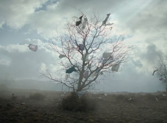 A lone tree with plastic bags trapped in the branches with a cloudy sky behind.