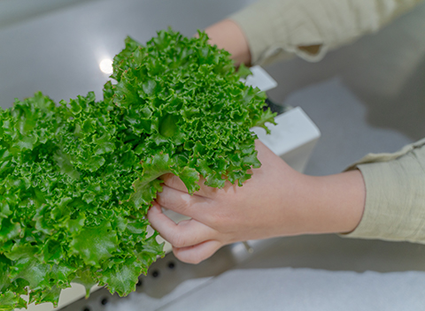 Smart Farm