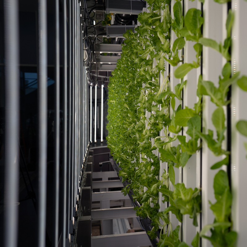 Smart Farm