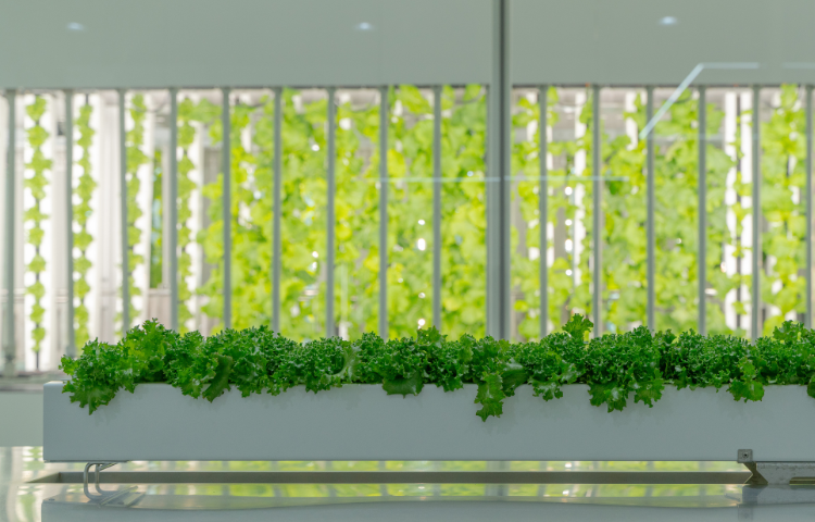 Ground Soybean Stew with Mangrove Crab