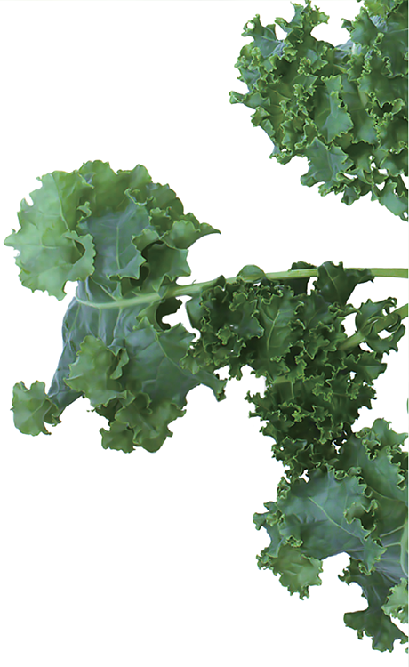 KALE